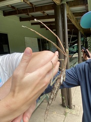 Acrophylla wuelfingi