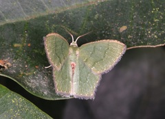 Hemithea marina