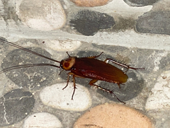 Periplaneta americana