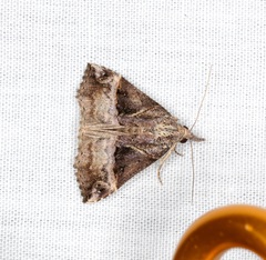Hypena laceratalis