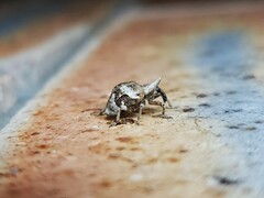 Oemethylus triangularis