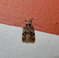Oecophorinae