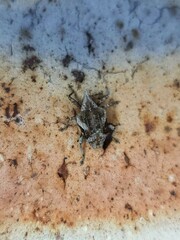 Oemethylus triangularis