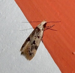 Oecophorinae