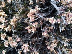 Acantholippia seriphioides