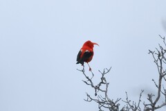 Drepanis coccinea