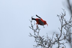 Drepanis coccinea