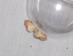 Saroba pustulifera