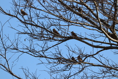 Emberiza rustica
