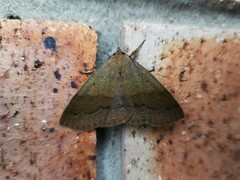 Ophyx ochroptera