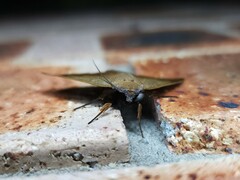 Ophyx ochroptera
