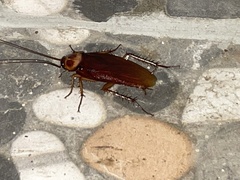 Periplaneta americana