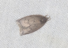 Scythropiodes