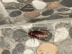 Periplaneta americana