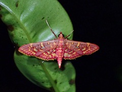 Ischnurges