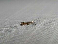 Plutella xylostella-australiana