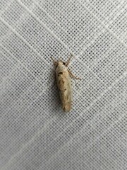 Tymbophora peltastis