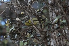 Chlorodrepanis virens