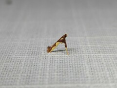 Caloptilia xanthopharella