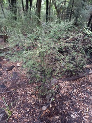 Coprosma microcarpa