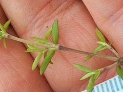 Coprosma microcarpa