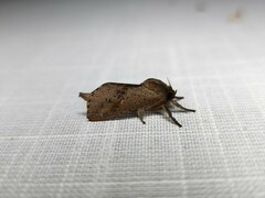 Elhamma australasiae