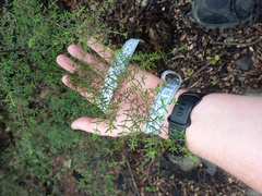 Coprosma microcarpa