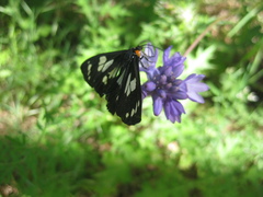 Gnophaela latipennis