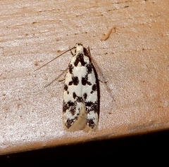 Oecophorinae