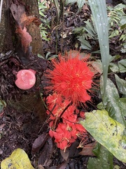 Brownea macrophylla