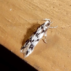 Oecophorinae