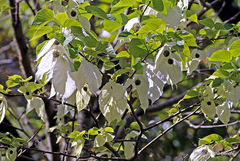 Davidia involucrata