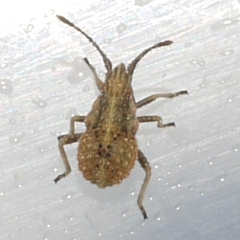 Harmostes reflexulus