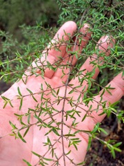 Coprosma microcarpa