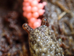 Prophysaon andersonii