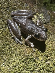 Scinax ruber