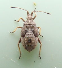 Harmostes reflexulus