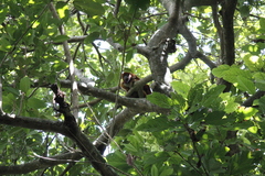 Alouatta macconnelli