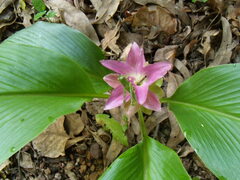 Curcuma australasica