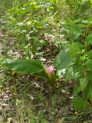 Curcuma australasica