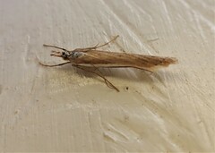 Orocrambus flexuosellus