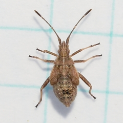 Harmostes reflexulus