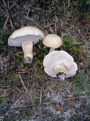 Tylopilus rhoadsiae