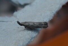 Dichomeris inversella
