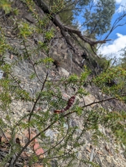 Acacia ulicifolia