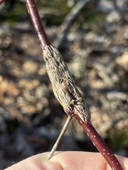 Neolasioptera cornicola