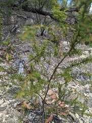 Acacia ulicifolia
