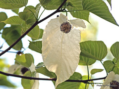 Davidia involucrata