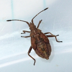 Harmostes reflexulus