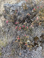 Acrothamnus colensoi